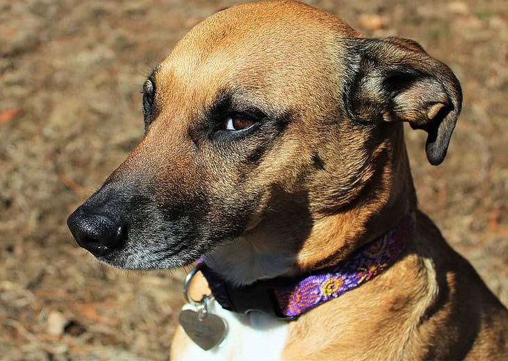 brain training for dogs