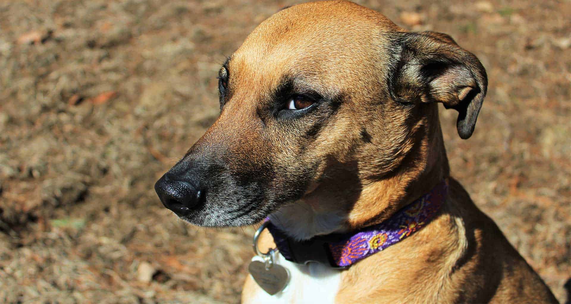 brain training for dogs