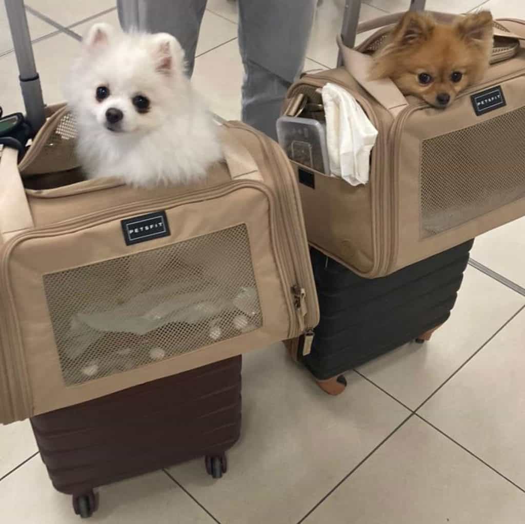 Pet-Travel---3