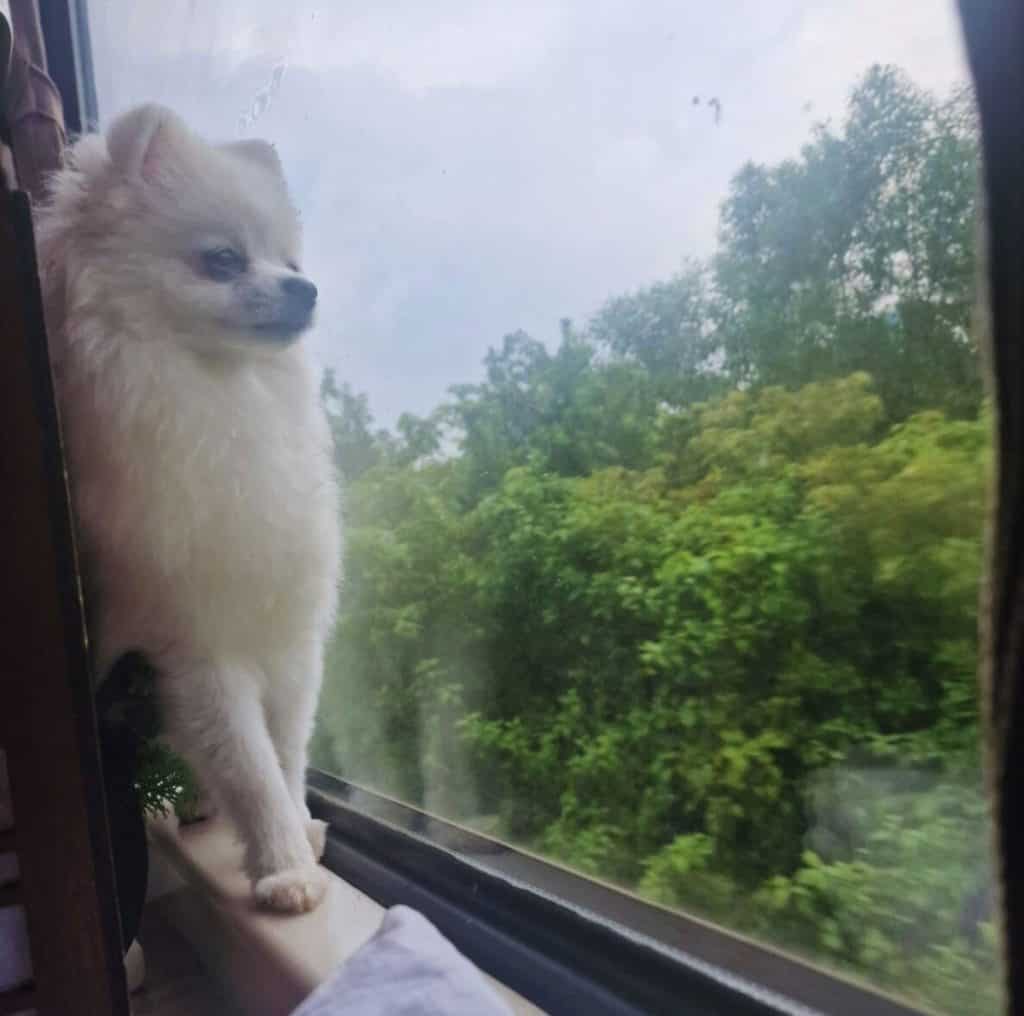 Pet-Travel---4