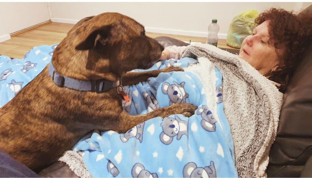 Pet-Travel---Loki-the-Dog