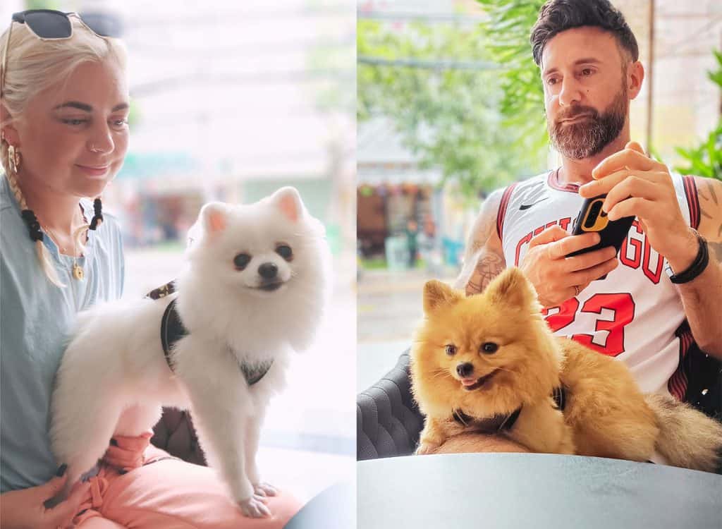 Pet-Travel---Pet-Travel-Tips-1