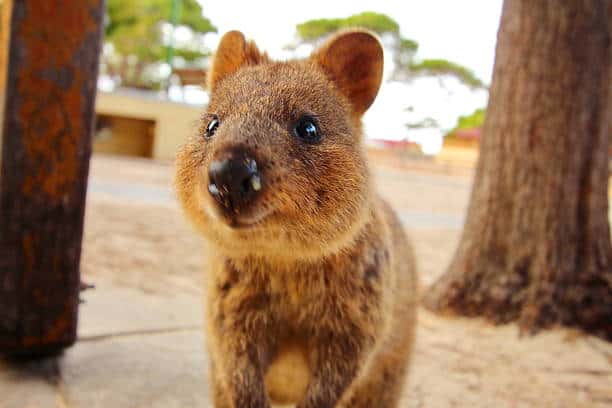 Quokkas on the Rottnest Island in Australia.